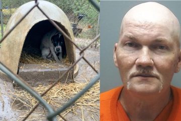 Canton man sentenced to prison for dog fighting and animal cruelty