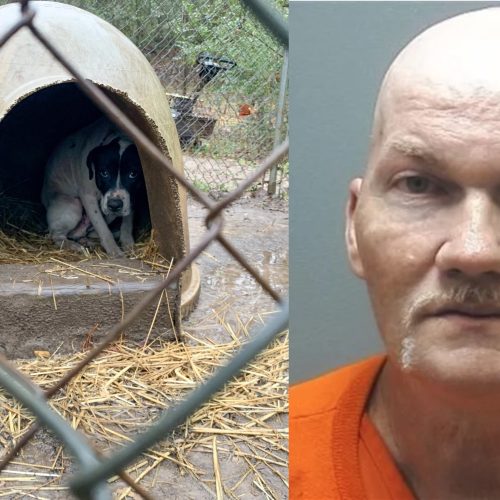 Canton man sentenced to prison for dog fighting and animal cruelty